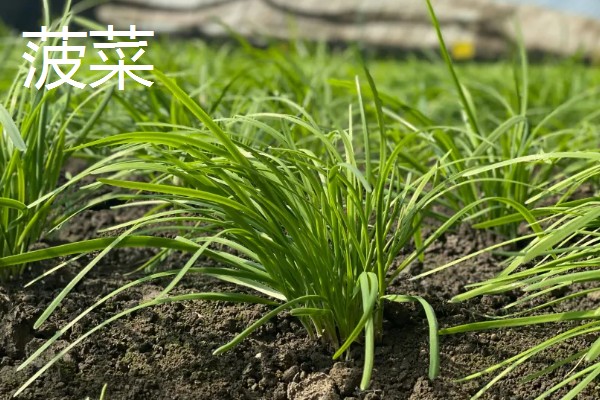 冬季可以种什么,可以种植菠菜、香菜等