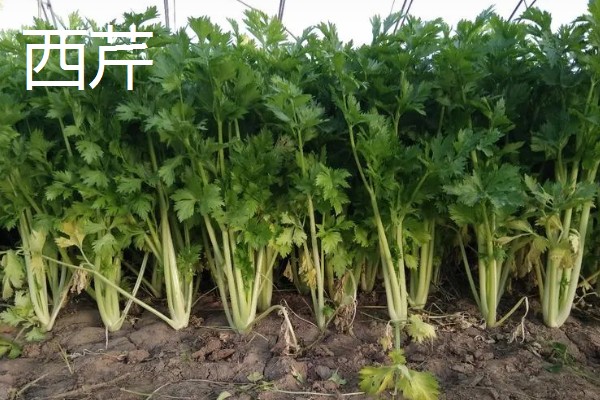 冬季可以种什么,可以种植菠菜、香菜等