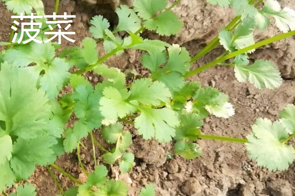 冬季可以种什么,可以种植菠菜、香菜等