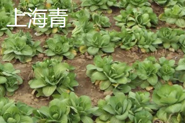 冬季可以种什么,可以种植菠菜、香菜等