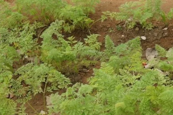冬季可以种什么,可以种植菠菜、香菜等