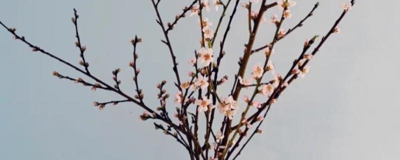 水培干枝梅花可以存活多久，能存活三个月左右