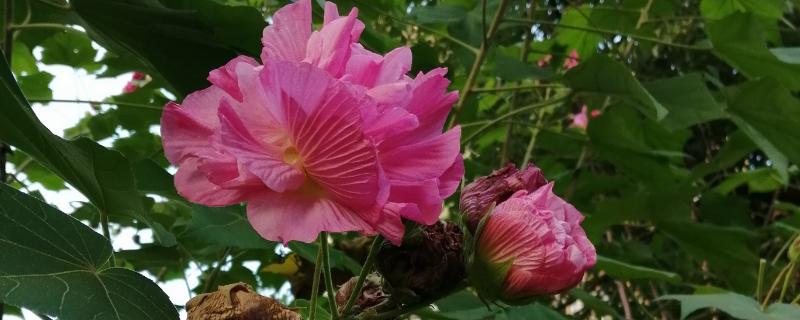 木芙蓉花有哪些品种，常见的有白芙蓉、黄芙蓉等