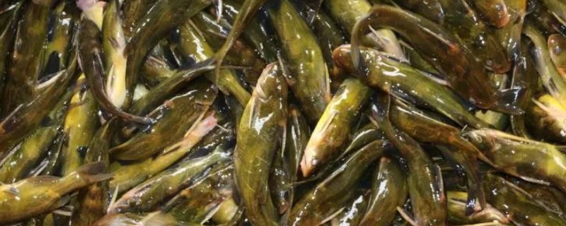 黄骨鱼是不是嘎鱼，具有嘎鱼、黄辣丁、黄角丁等叫法