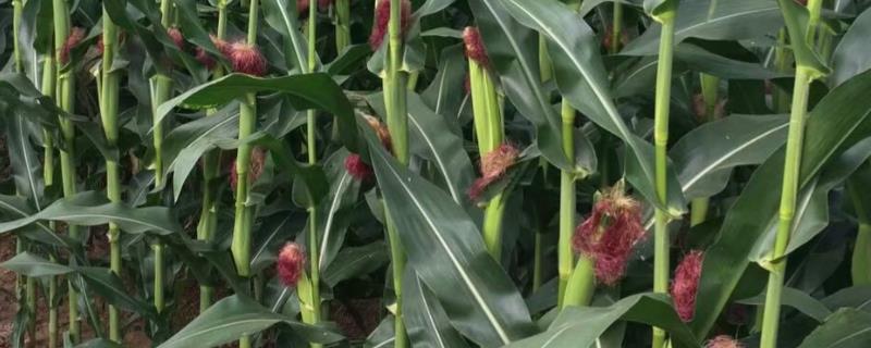 东北丰0022玉米种的特征特性，出苗至成熟大致需要109天