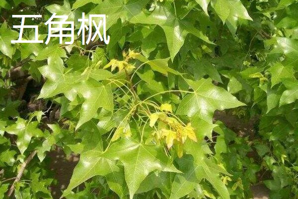 翅果能不能直接吃，新鲜的翅果生食、熟食皆可