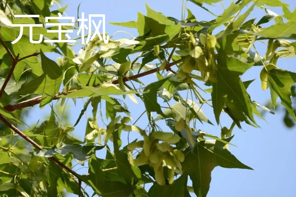 翅果能不能直接吃，新鲜的翅果生食、熟食皆可
