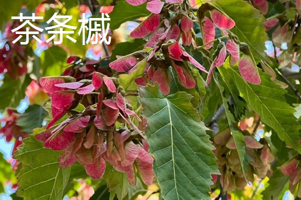 翅果能不能直接吃，新鲜的翅果生食、熟食皆可
