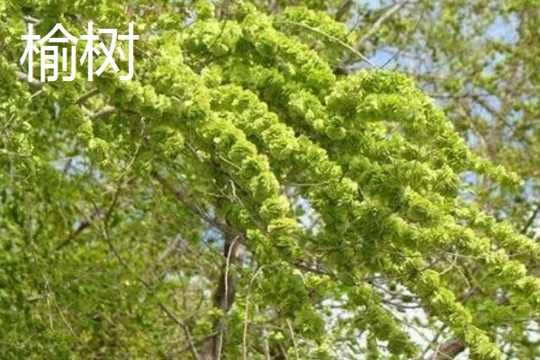 翅果能不能直接吃，新鲜的翅果生食、熟食皆可