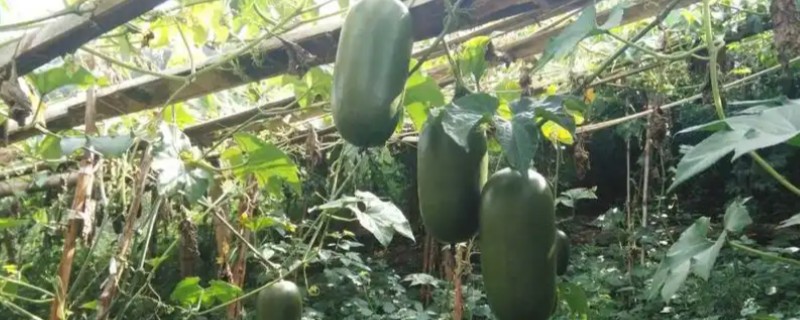 香如蜜怎么管理，主蔓长到50厘米时追施尿素