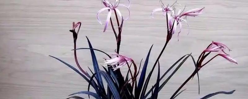 哪些盆栽花卉有毒，常见水仙花、秋海棠等品种