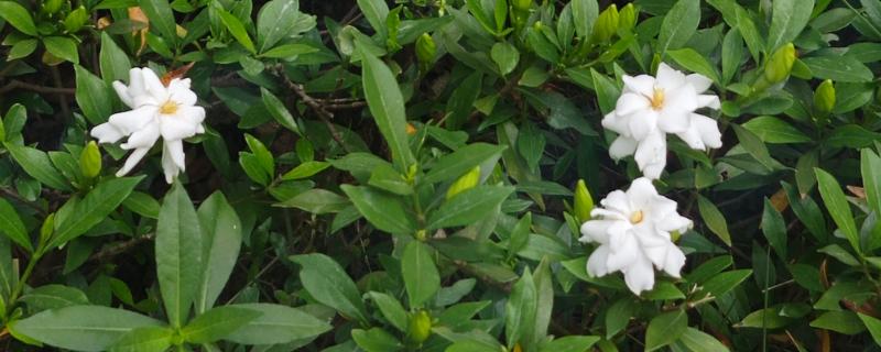 栀子花的花语，寓意坚强、一生的守候等