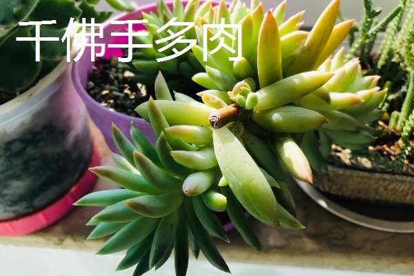 千手观音仙人掌开花所需时间，养殖3年以上才能开放