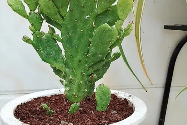 千手观音仙人掌开花所需时间，养殖3年以上才能开放