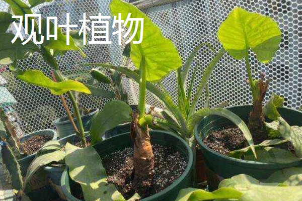 千手观音仙人掌开花所需时间，养殖3年以上才能开放