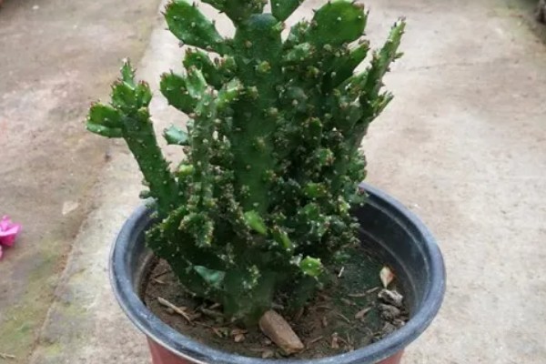 千手观音仙人掌开花所需时间，养殖3年以上才能开放
