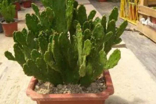 千手观音仙人掌开花所需时间，养殖3年以上才能开放