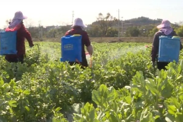 蚕豆的品种，常见的有慈溪大白蚕、成胡10号等