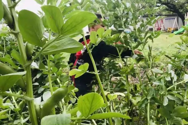 蚕豆的品种，常见的有慈溪大白蚕、成胡10号等