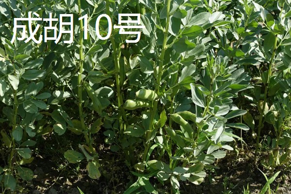 蚕豆的品种，常见的有慈溪大白蚕、成胡10号等