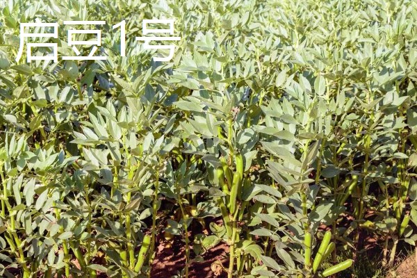 蚕豆的品种，常见的有慈溪大白蚕、成胡10号等