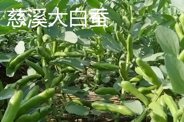 蚕豆的品种，常见的有慈溪大白蚕、成胡10号等