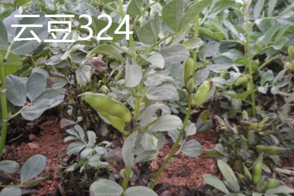 蚕豆的品种，常见的有慈溪大白蚕、成胡10号等