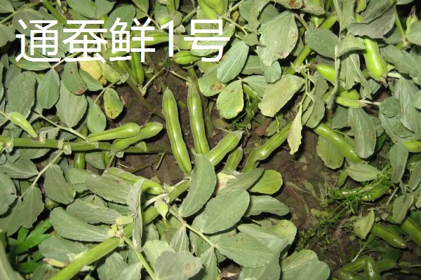 蚕豆的品种，常见的有慈溪大白蚕、成胡10号等