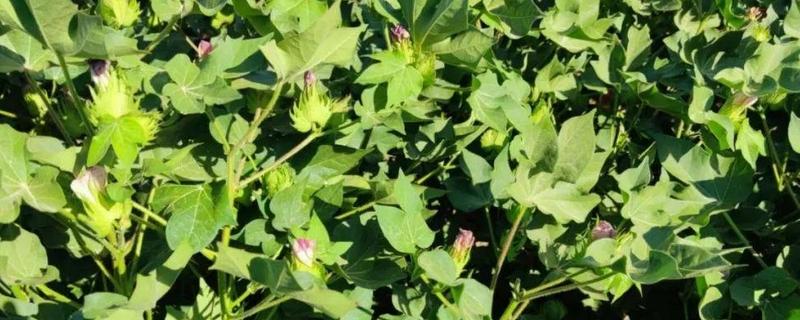 棉花的追肥方法，现蕾后追施氮肥