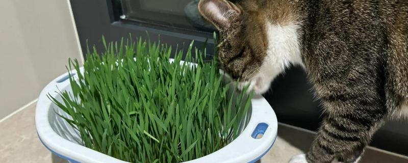猫草是不是小麦苗，猫草包含小麦苗