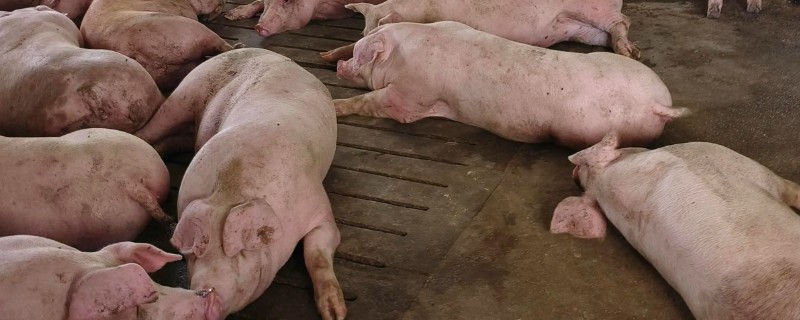 猪蓝耳病预防治疗方法，首先要减少传染源