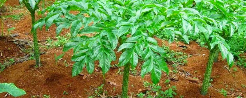 魔芋的种植技术，适合生长在较为温暖的环境中