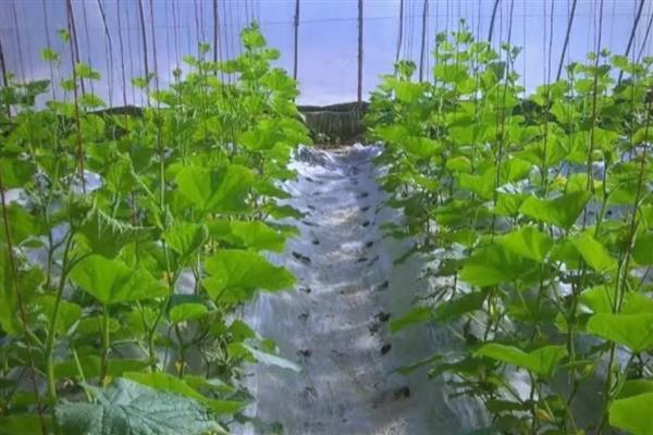 冬黄瓜怎么管理,去除多余的幼花或雌花