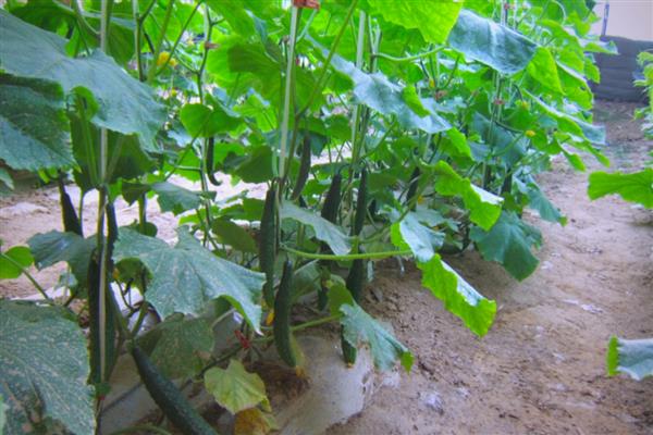 冬黄瓜怎么管理,去除多余的幼花或雌花