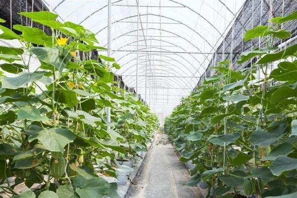 冬黄瓜怎么管理,去除多余的幼花或雌花