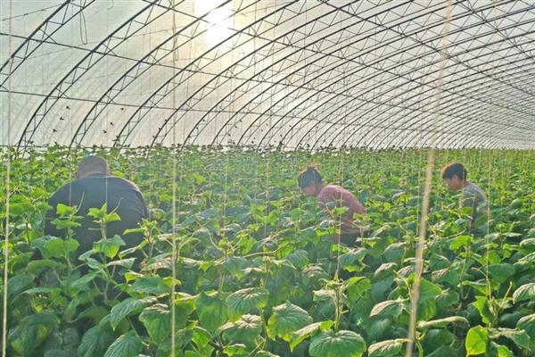冬黄瓜怎么管理,去除多余的幼花或雌花