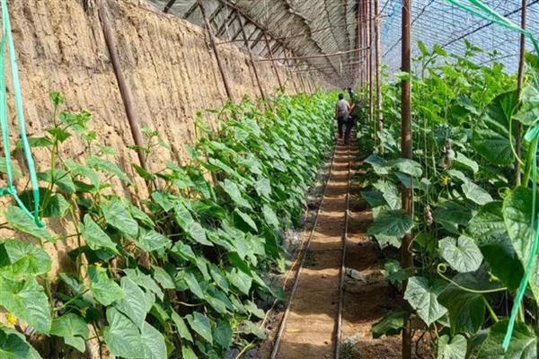 冬黄瓜怎么管理,去除多余的幼花或雌花