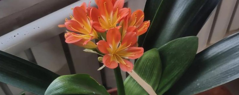 君子兰过多长时间会开花，单边叶片有12片以上才具备开花能力