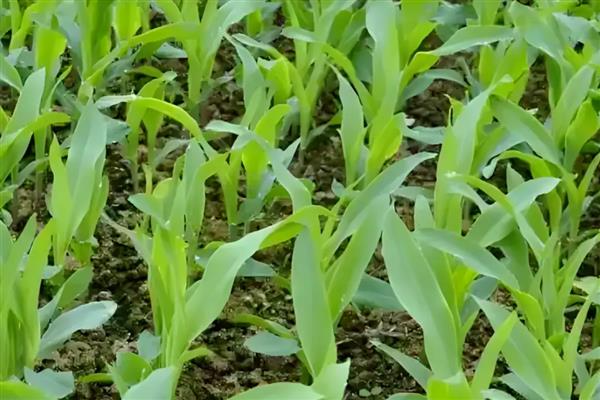 玉米种苗什么时候移栽，通常在4月底-5月初移栽