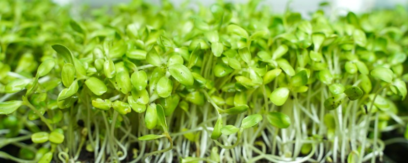 怎么种植花生芽苗菜，露白的种子要进行二次催芽