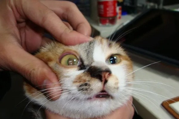 小猫眼睛被眼屎糊住的原因，可能是上火了所致