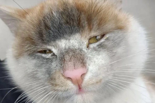 小猫眼睛被眼屎糊住的原因，可能是上火了所致
