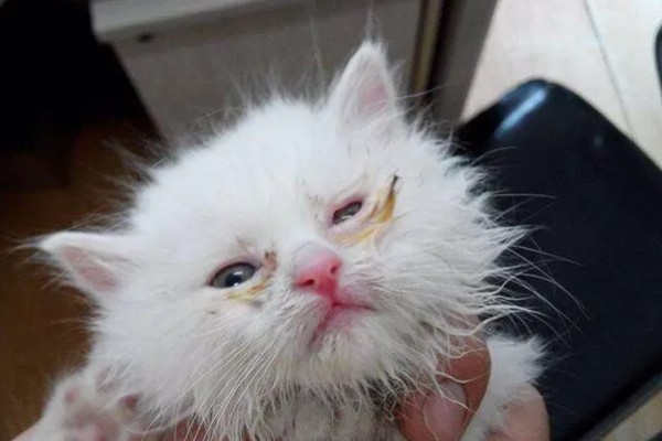 小猫眼睛被眼屎糊住的原因，可能是上火了所致