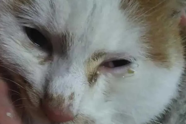 小猫眼睛被眼屎糊住的原因，可能是上火了所致