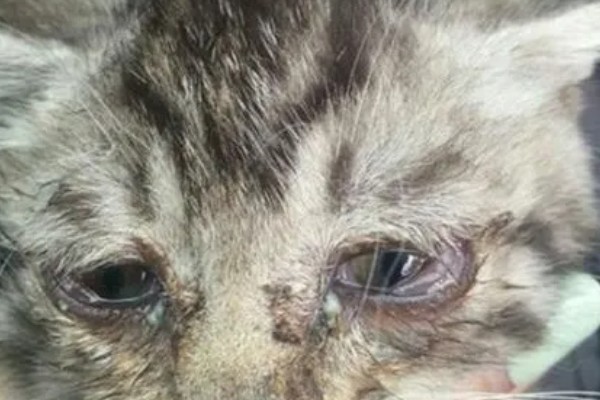 小猫眼睛被眼屎糊住的原因，可能是上火了所致