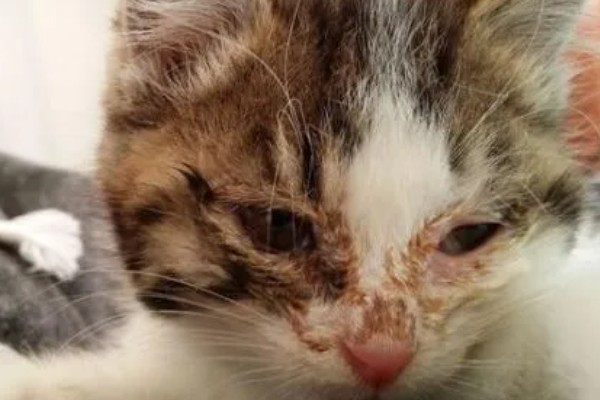 小猫眼睛被眼屎糊住的原因，可能是上火了所致