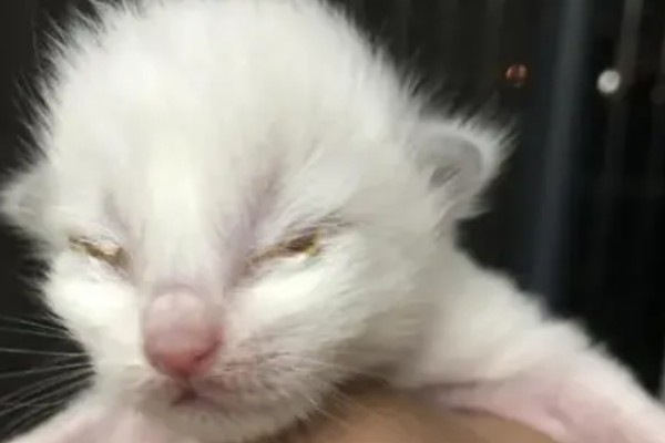 小猫眼睛被眼屎糊住的原因，可能是上火了所致