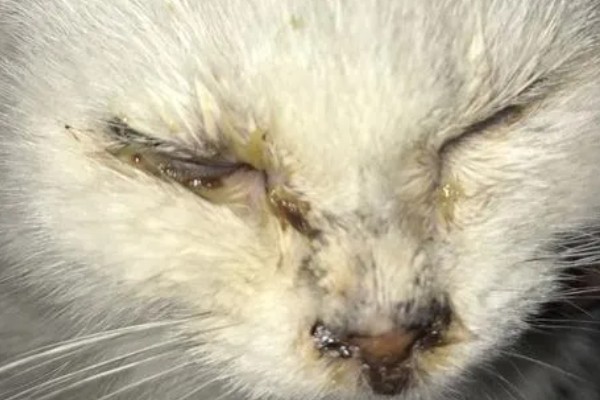 小猫眼睛被眼屎糊住的原因，可能是上火了所致