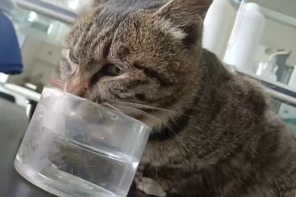 小猫眼睛被眼屎糊住的原因，可能是上火了所致