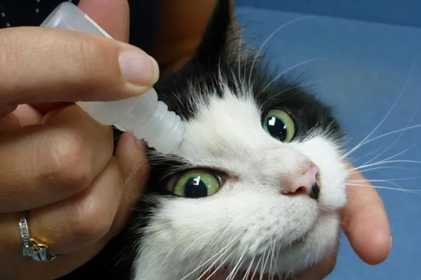 小猫眼睛被眼屎糊住的原因，可能是上火了所致